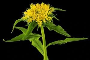 rhodiola