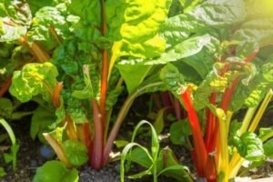 rhubarb