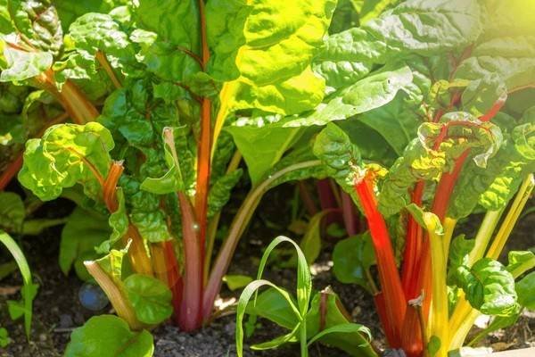 rhubarb