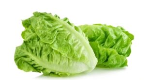 romaine lettuce