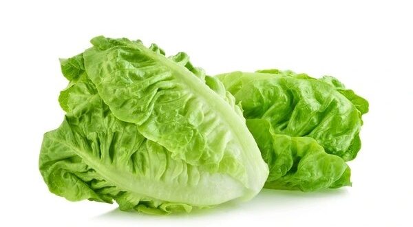 romaine lettuce