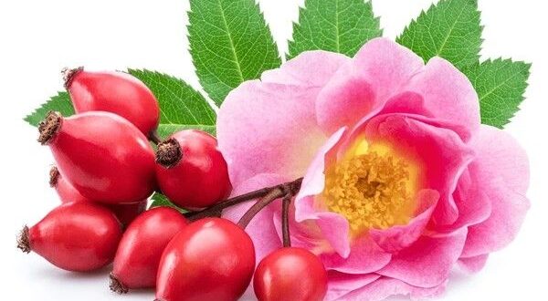 rose hips