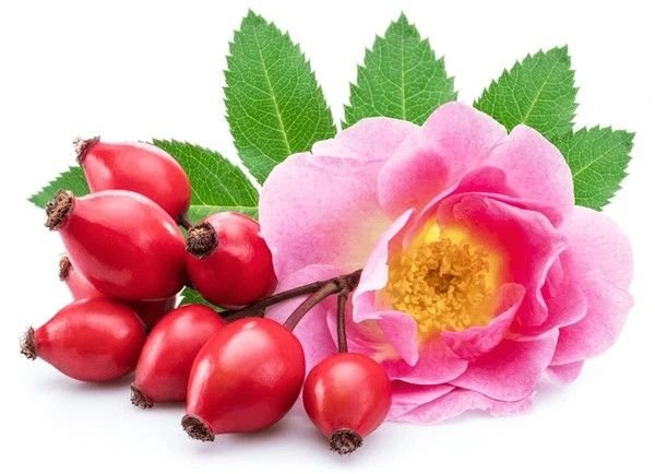 rose hips