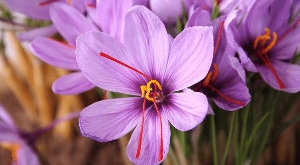 saffron