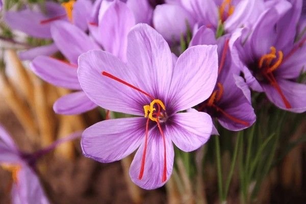 saffron