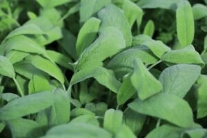 sage