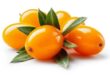 sea buckthorn