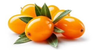 sea buckthorn