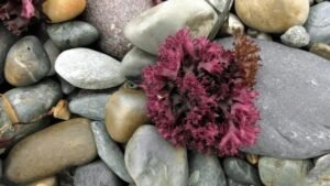 sea moss