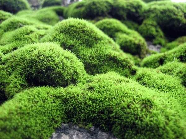 sea moss gel
