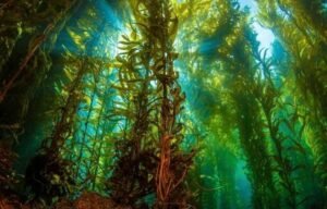 seaweed