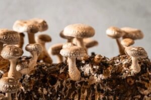 shiitake mushrooms