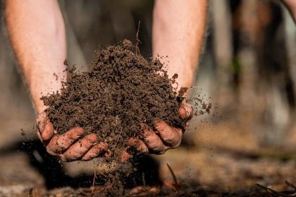 soil