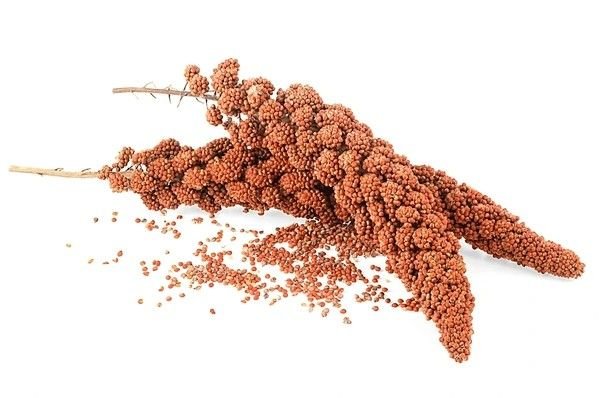 sorghum