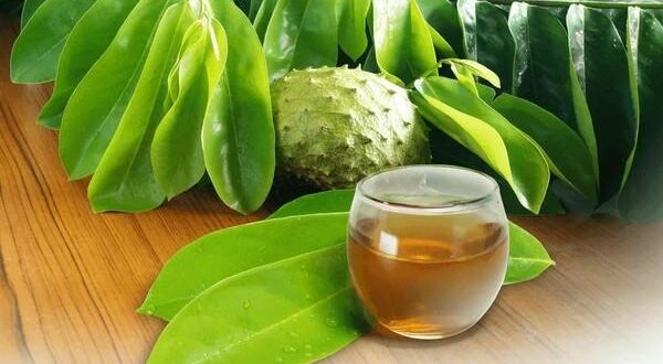 soursop tea