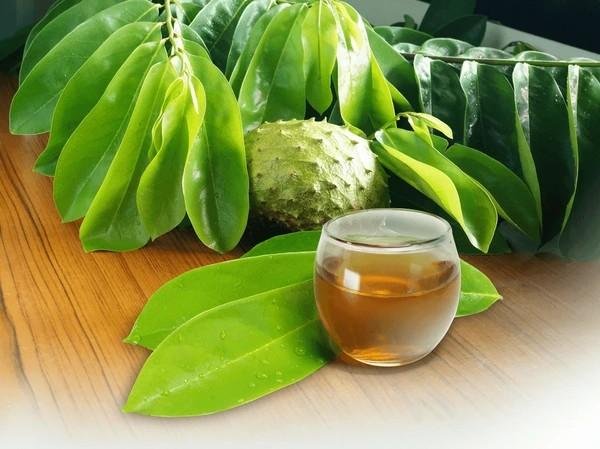 soursop tea