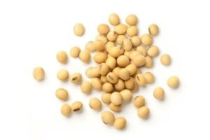 soybean