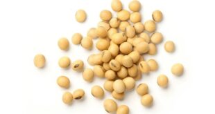 soybean