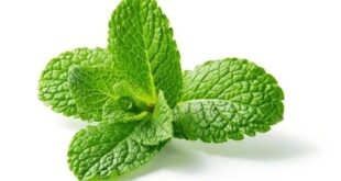 spearmint leaves