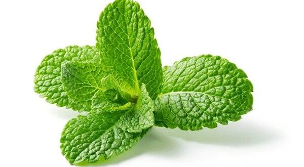 spearmint leaves