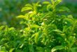 stevia