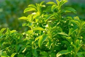 stevia