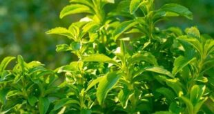 stevia