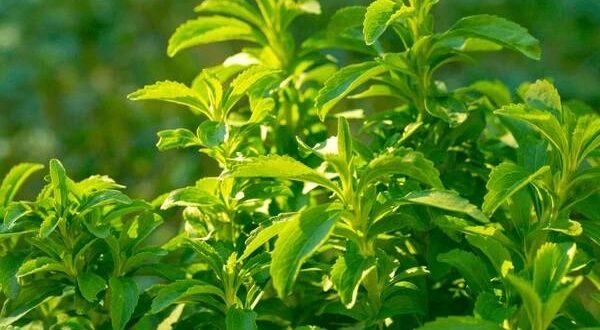 stevia