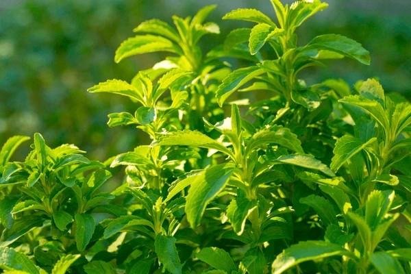stevia