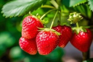 strawberries