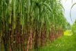 sugar cane