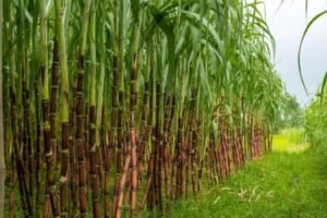 sugar cane