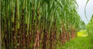 sugar cane