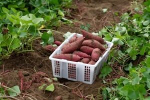 sweet potatoes