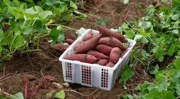 sweet potatoes