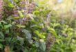 tulsi leaves