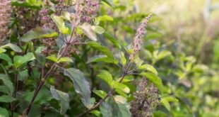 tulsi leaves