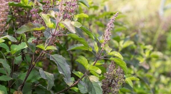 tulsi leaves