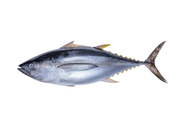 tuna