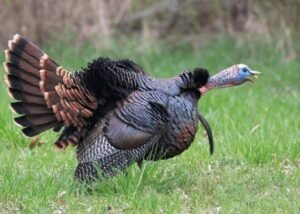 turkey bird