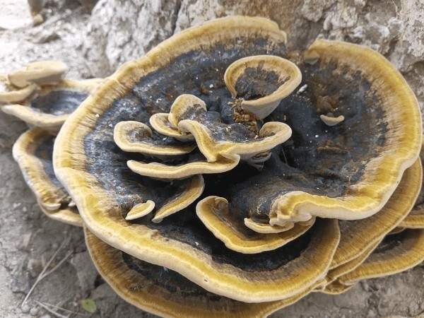 turkey tail mushroom