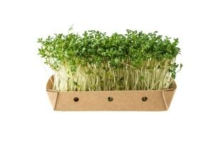 watercress