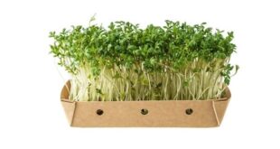 watercress