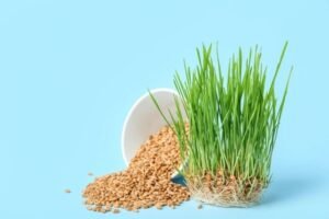 wheatgrass