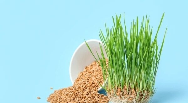 wheatgrass