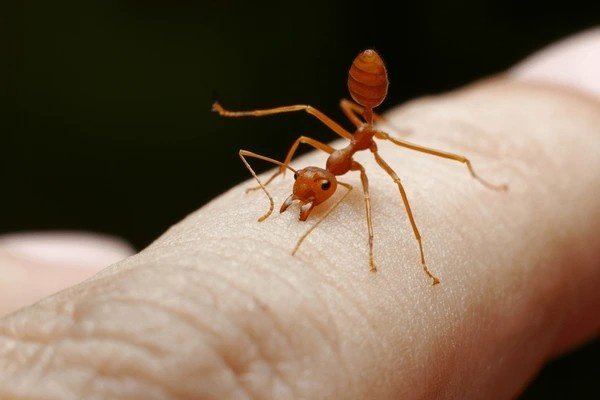 ant bites