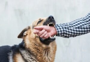 dog bite