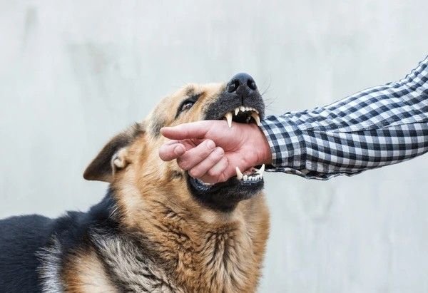 dog bite