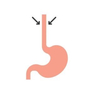 esophagus