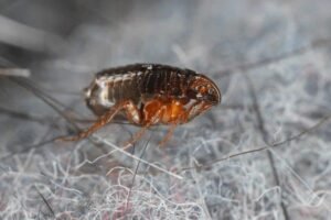 flea bites